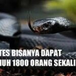 Ular Paling Berbahaya di Dunia